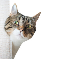 Tabby striped curiously look cat in PNG isolated on transparent background