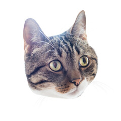Cat's head, tabby striped curiously look cat face in PNG isolated on transparent background