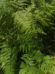 green fern leaves