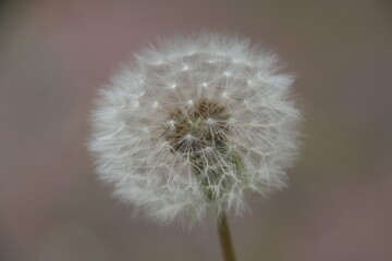 May photos of flowers and spring signs in nature. Dandelion Dandelion.