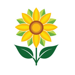 sunflower isolated on white