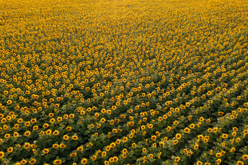 Agricultural field bright yellow sunflowers aerial view summer sunset lens flare against on blue sky. Ecology. Nature. Agro farm