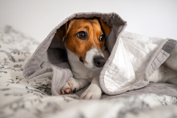 Cute Jack Russell Terrier lying under cozy blanket, looking away with curious expression, home bed background, warmth, comfort, pet relaxation, adorable dog scene, domestic calm atmosphere