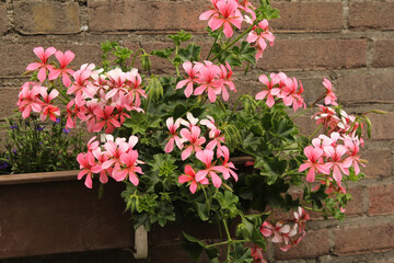 a beautiful geranium pelargonium with pink flowers in the garden closeup