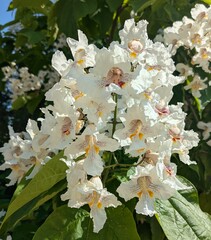 Plakat Vista de cerca de flores blancas del árbol de Catalpa bignonioides con fondo de follaje 