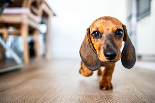 Beautiful baby dachshund dog in sunny living room.