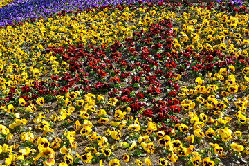 A pattern in a flower garden in the form of a star. Pansies (Viola tricolor)