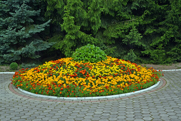 Marigolds are small-colored, or rejected (Tagetes patula L.). Flowerbed in the park