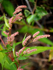 Renal flowering highlander (Persicaria maculosa Gray.)