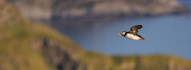 Puffin Soaring Across Coastal Landscape with Blurry Background