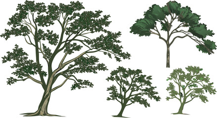 vector illustration of a tree