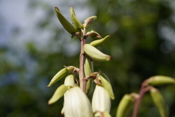 stunning white flowers on palm tree on different scales and with close-ups