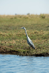 great blue heron