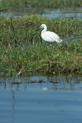 great white heron