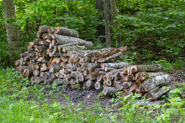 Stack of Firewood in Forest – Cut and Split Logs Neatly Piled in a Green Woodland Clearing in...