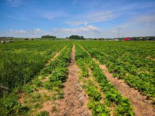 Obraz premium Farmers harvesting strawberries in a sunny field during summertime