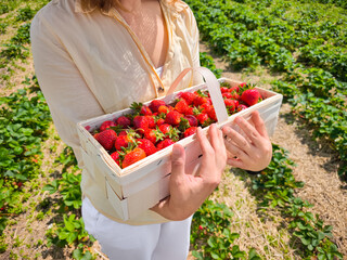 Woman holding basket of freshly picked strawberries in field