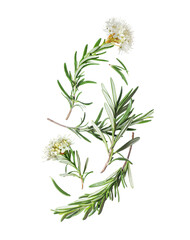 Branches of rosemary with blossom in the air isolated on a white background