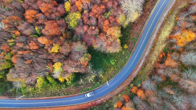 Karasu Sakarya Adapazari Turkiye Aerial Video 4k ultrahd of Winding Road through Colorful Autumn Forest. High-angle, full shot of a winding road snaking through a vibrant autumn forest. Nice travel 