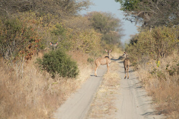 wildebeest in serengeti