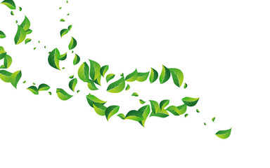 Green_Leaves_white_background_645.eps