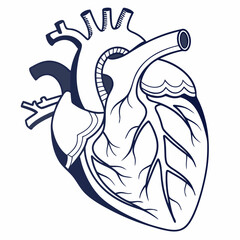 Obraz premium Anatomical human heart illustration for medical education and research purposes
