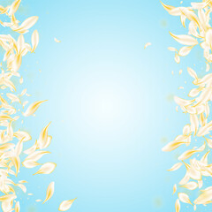 yellow_petals_blue_background_230.eps