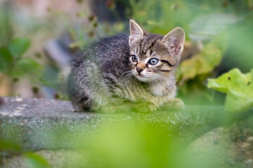 Photography of a domestic cute kitten	