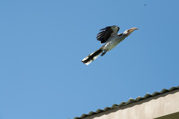 flying Bird