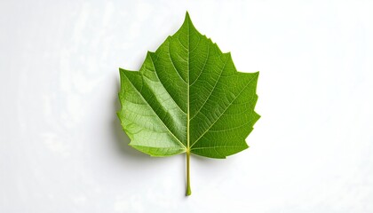 Green leaf with white background.