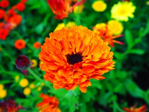 orange flower