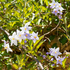 (Solanum laxum) Clusters of star-shaped flowers contrasting with dark green lanceolate foliage of potato vine or Jasmine nightshaden graowing as ornamental rambling shrub
