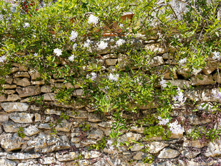 Solanum laxum - Jasmine nightshaden, climbing stems around supports with clusters of white to light...