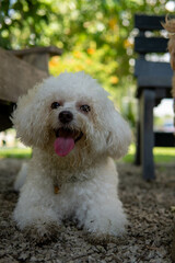 White maltipoo at the park
