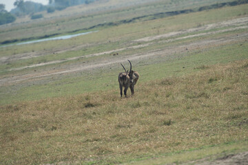 animal in the grass