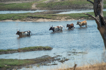 cows crossing the river