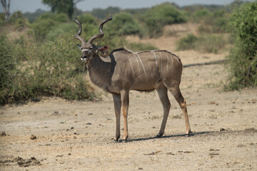 impala in the savannah
