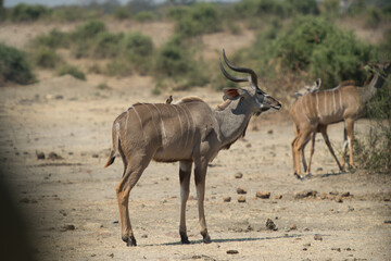 impala in the savannah