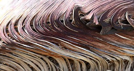 Curved Dry Grass Texture in Abstract Natural Pattern