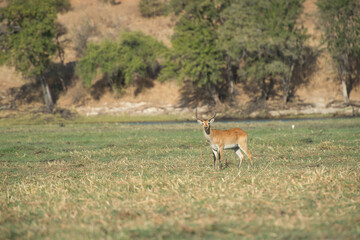 animal in the grass