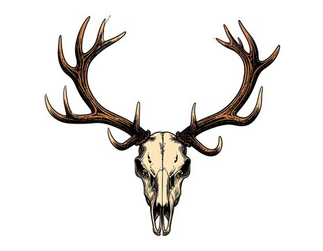 Detailed deer skull with antlers (1)