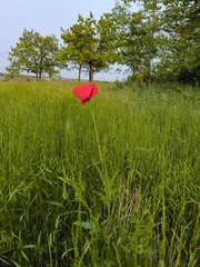 red poppy field