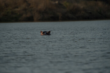 Fototapeta premium hipo in the water