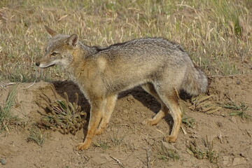 Southamerican Grey Fox
