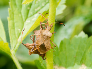 Coreus marginatus accouplement sur feuille d’ortie, comportement de reproduction avec deux mâles...