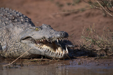 crocodil in the water