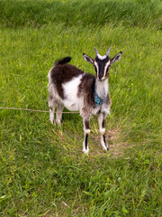 A small goat standing in a grassy field with a blue collar