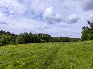 A grassy field with trees and clouds in the background