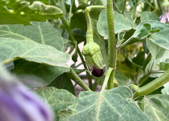 Close-up of a young eggplant growing on the plant