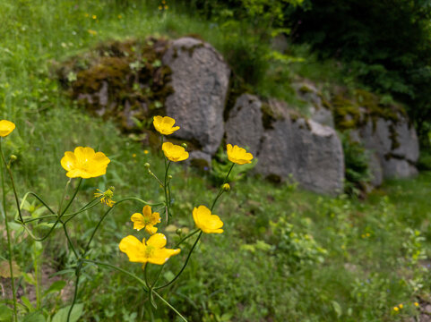 A field of yellow flowers in front of a rock wall